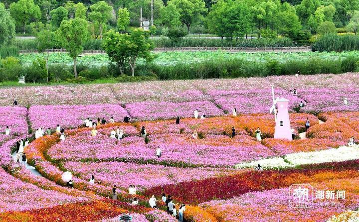 铜鉴湖花海绽放 游人置身"童话世界"