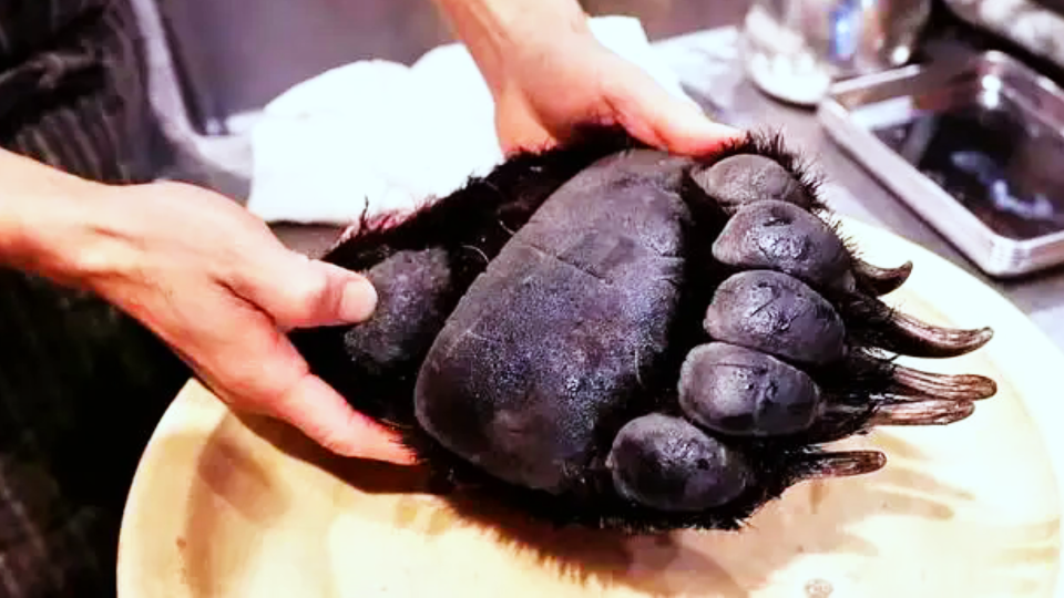 5只黑熊熊掌被青岛海关查获,熊掌对熊多重要?为何成人类垂涎目标?