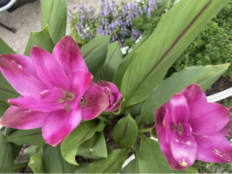 姜荷花开香气四溢