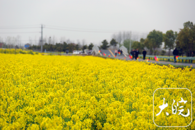 芜湖油菜花图片