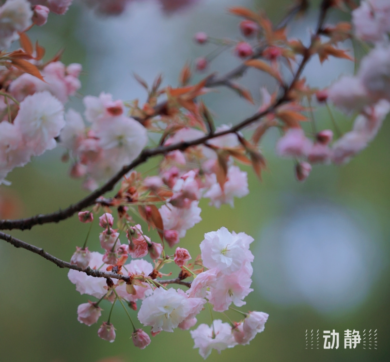 而词中有"百卉千葩一信通"的说法,这是指樱桃花仿佛有着美丽的约定