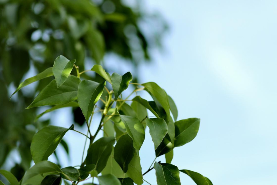 8月23号10点16分处暑，老话“处暑是晴天，寡妇要发愁”，处暑晴天有啥预兆？_腾讯新闻