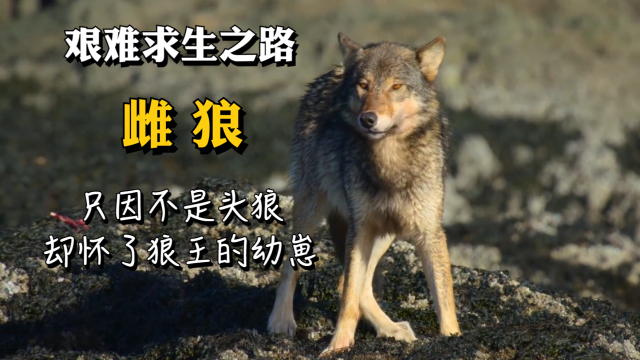 年轻雌狼的孤独求生之路，因不是头狼，怀孕的雌狼遭到了无情对待_腾讯新闻