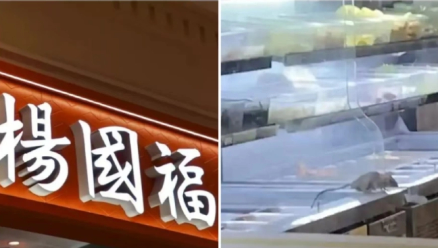 杨国福麻辣烫惊现老鼠！食品安全问题频发？3次老鼠事件引担忧