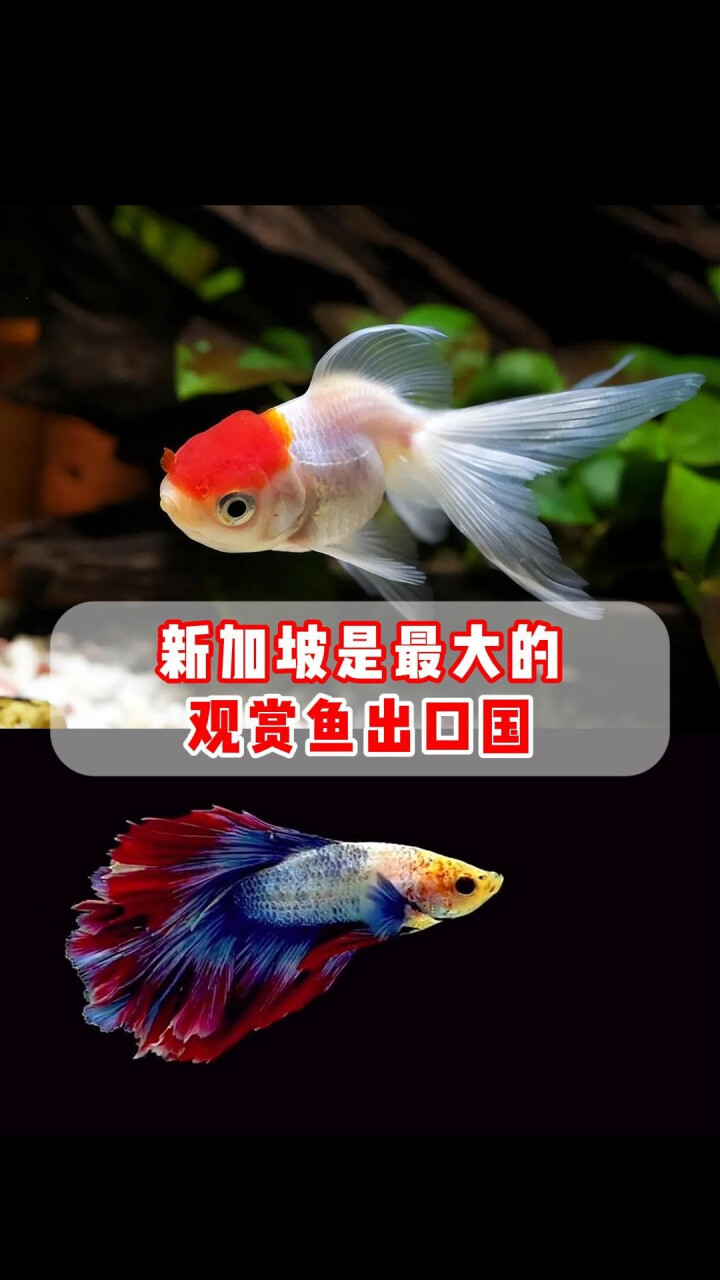 观赏鱼摄影手机拍摄教程，技巧大全