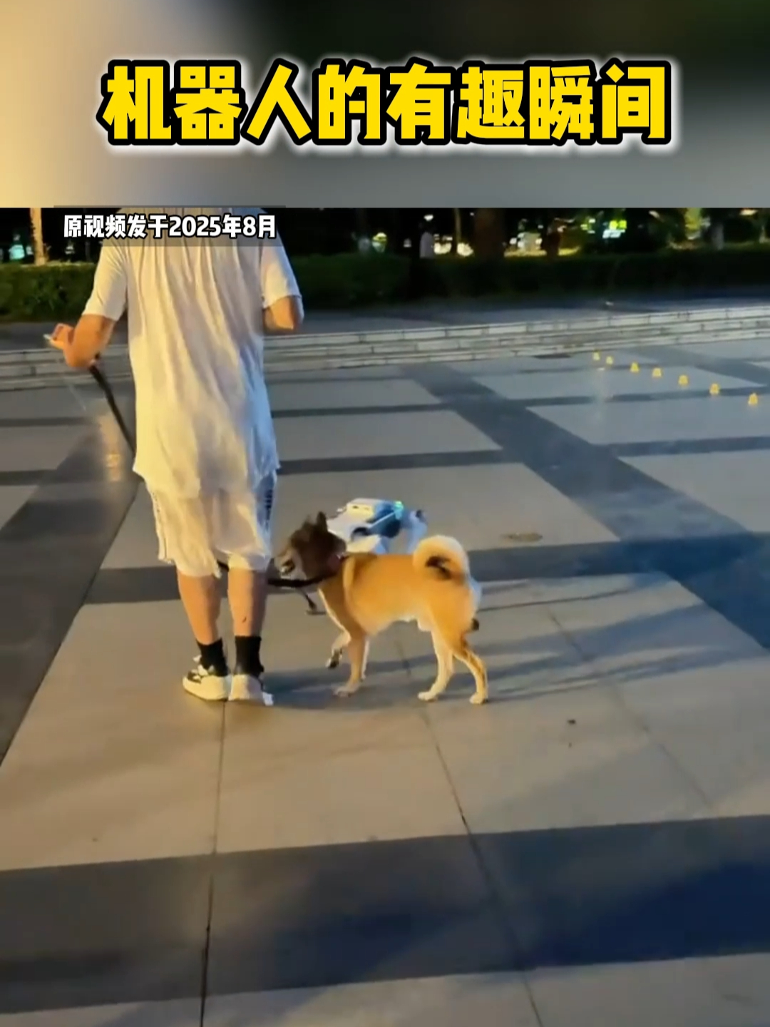 机器狗遇真狗！“它追它跑” 循环上演，画面笑到停不下来_腾讯新闻