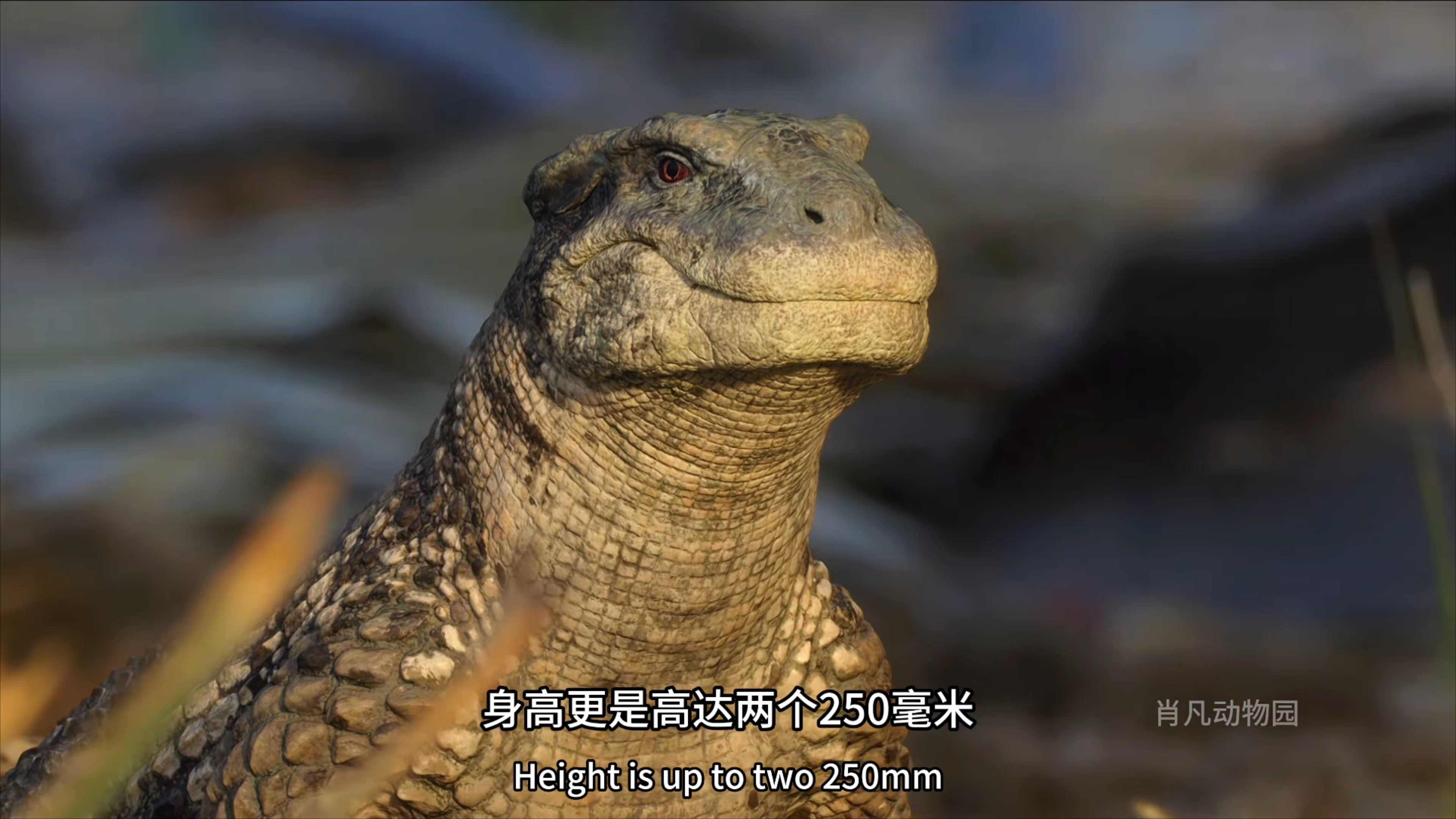 最不像鳄鱼的“鳄祖”！狮鼻鳄：我不是战士，我是白垩纪的“吃素坦克”_腾讯新闻