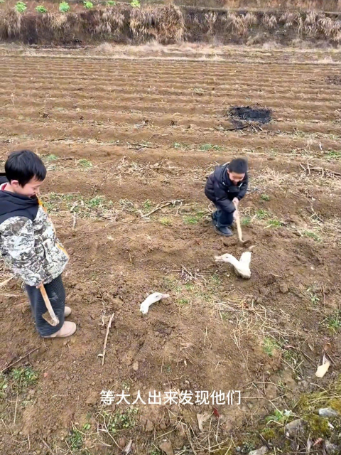 寒假兄弟俩回农村老家把鸭子埋土里，只露两个头，外婆发现气的追着打_腾讯新闻
