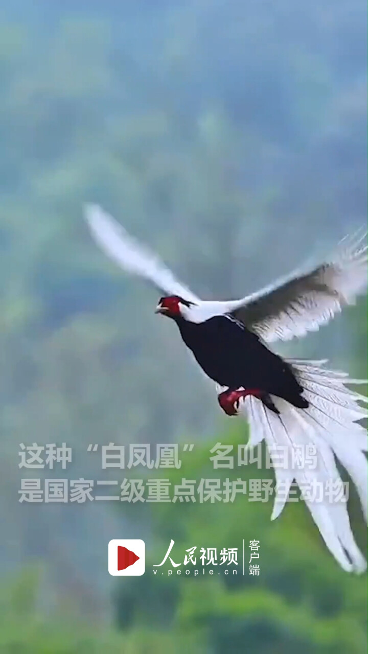 唯美！白鹇翩然起舞像极了“白凤凰”_腾讯新闻