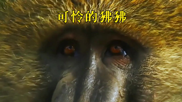 可怜的狒狒，不但被赶下了首领宝座，还丢失了老婆孩子_腾讯新闻
