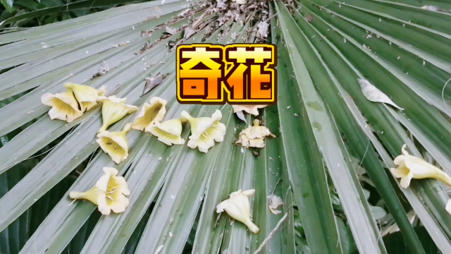 高高的幸福树上掉了一地花，花型很奇特_腾讯新闻