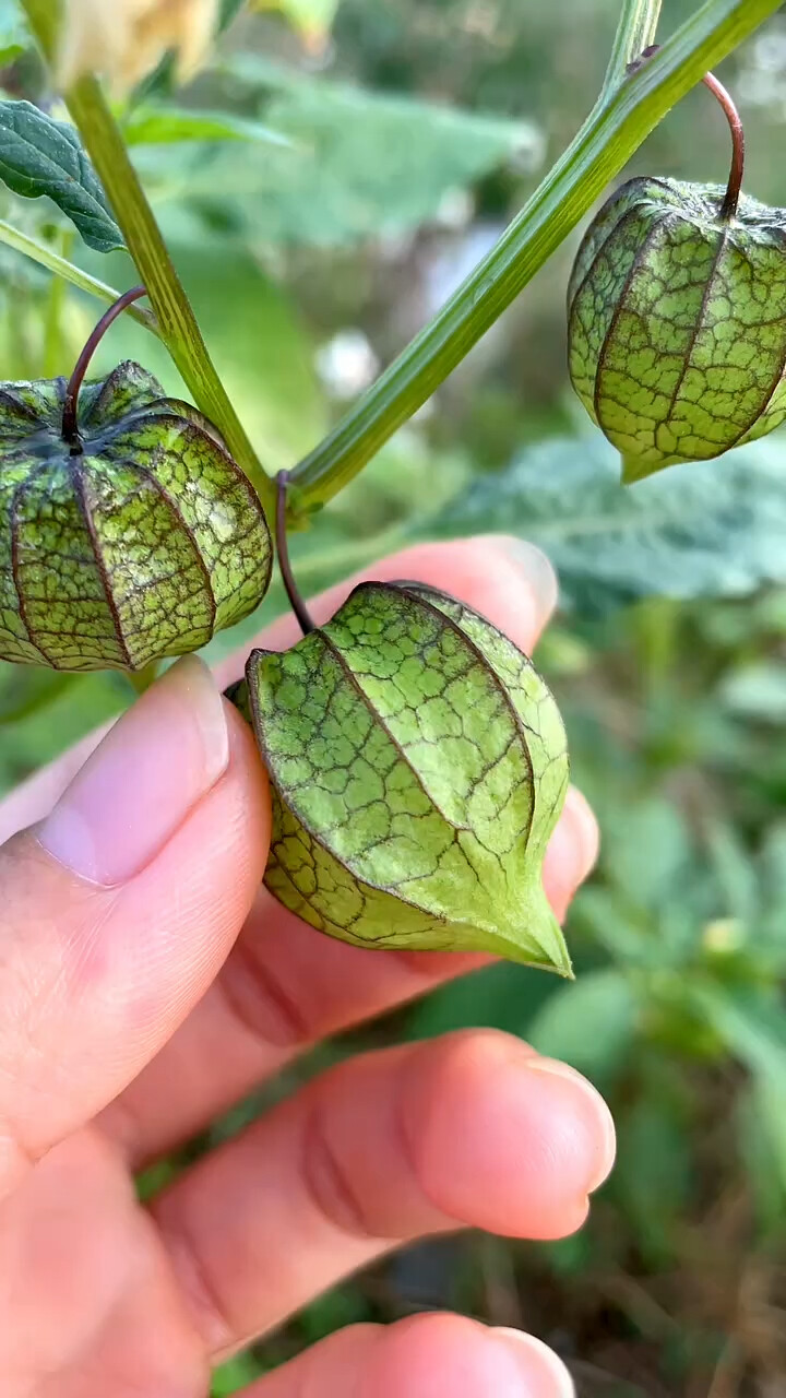 灯笼果因外形很像灯笼而得名_腾讯新闻