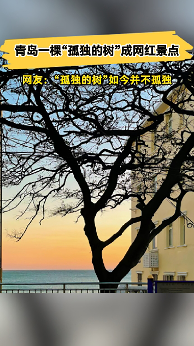 青岛一棵“孤独的树”成网红景点，网友：“孤独的树”如今并不孤独_腾讯新闻