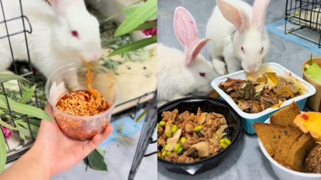 女子晒自家兔子爱吃重口味：狂炫火鸡面，能嚼碎猪牛肉和骨头_腾讯新闻