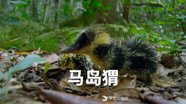 “刺刺”小马岛猬的生活日常_腾讯新闻