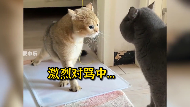 笨蛋小猫的搞笑日常，家有傻猫欢乐多_腾讯新闻