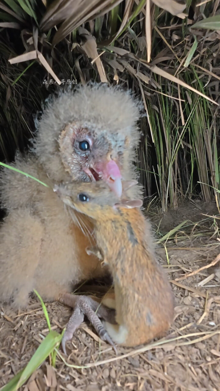 猫头鹰幼崽独吞食物,最后只剩下一根尾巴