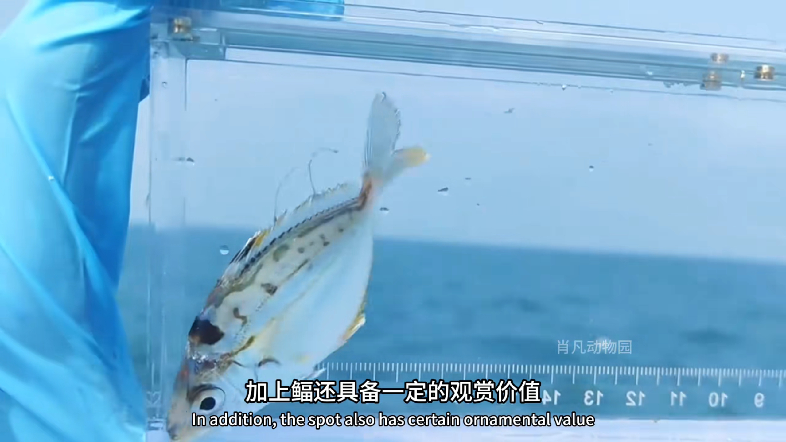 热带进海口常客！鲾鱼作为常见海鱼，颜值与习性都值得关注_腾讯新闻