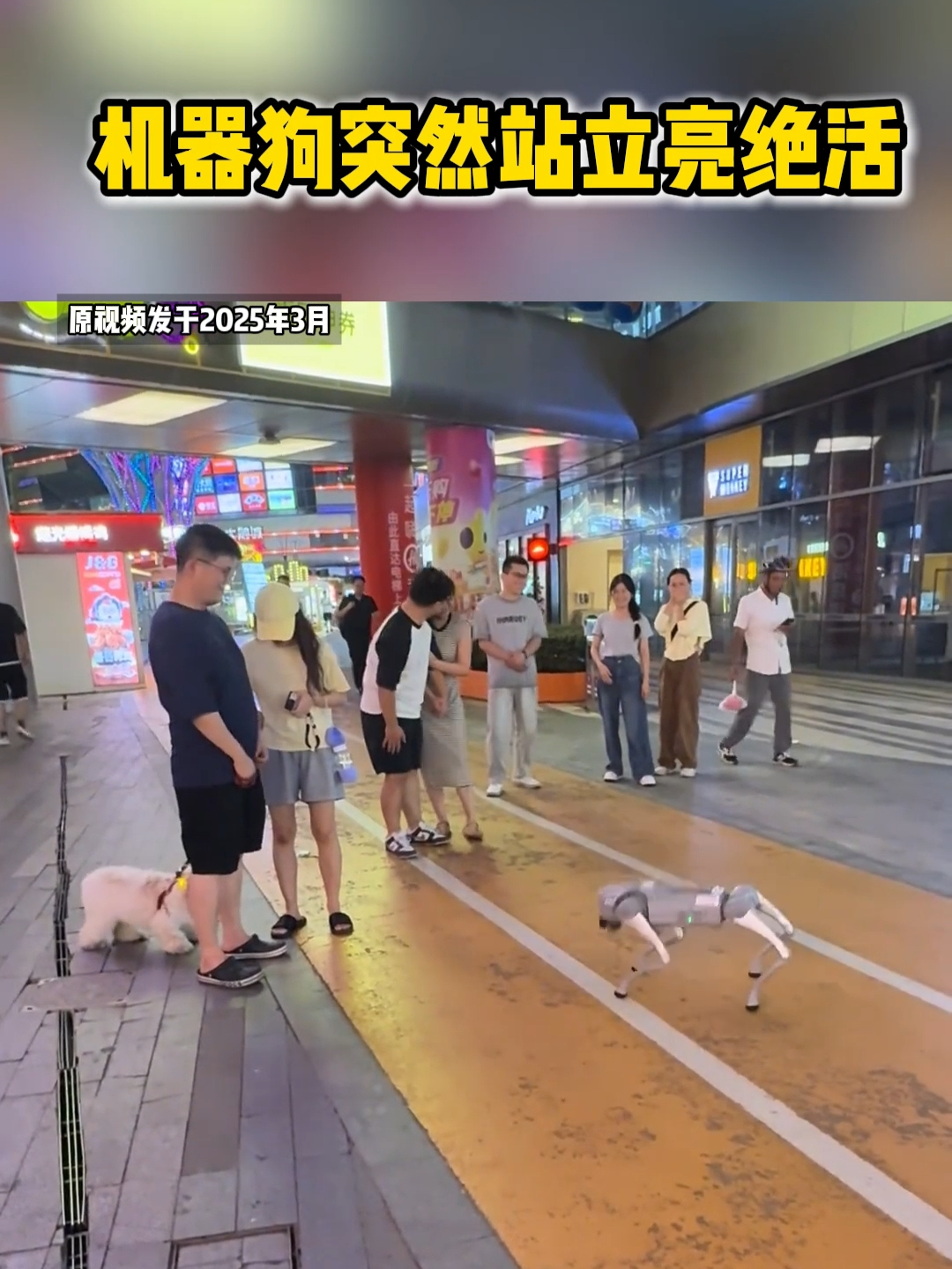 机器狗突然站立 “亮绝活”！真狗被吓得转身就跑，躲主人脚边还不敢回头_腾讯新闻
