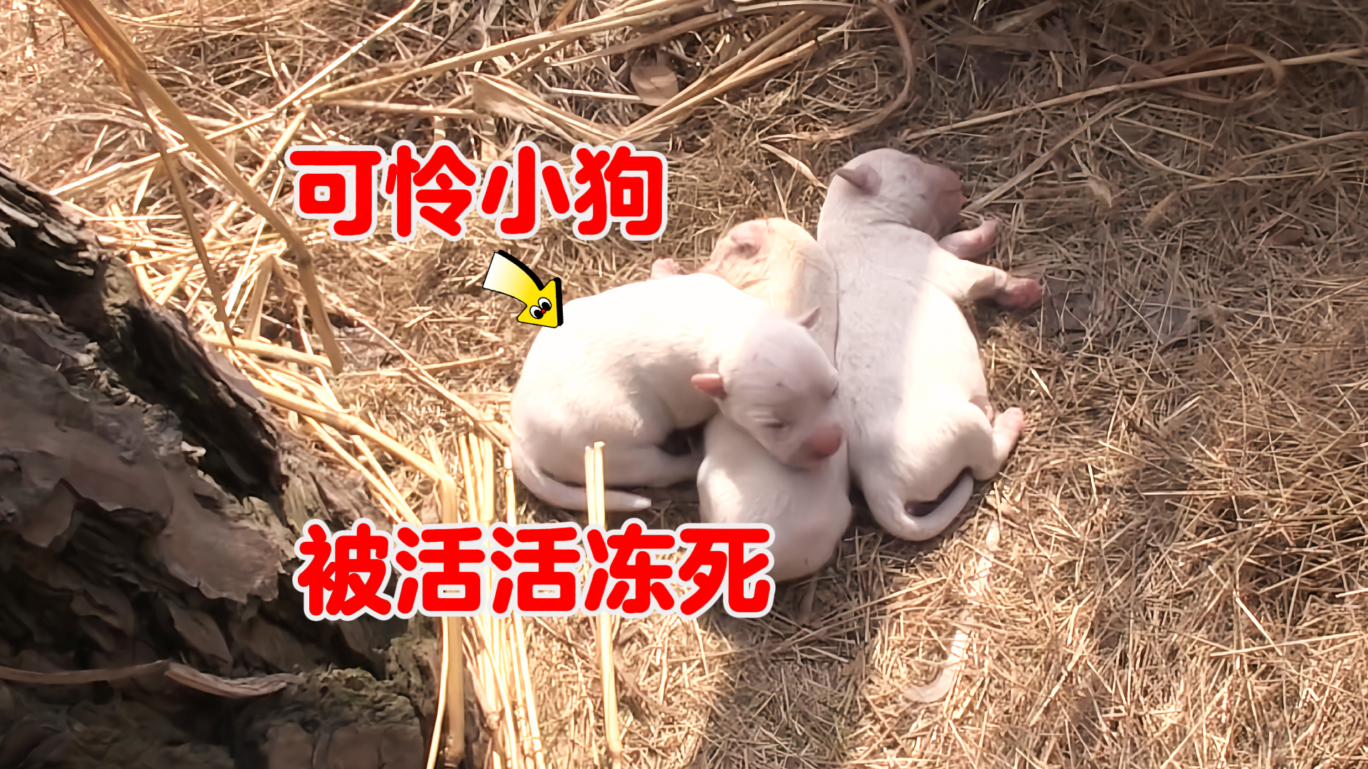 小奶狗刚出生就被冻死一大半，狗妈妈用爱为剩下的孩子迎来新生_腾讯新闻