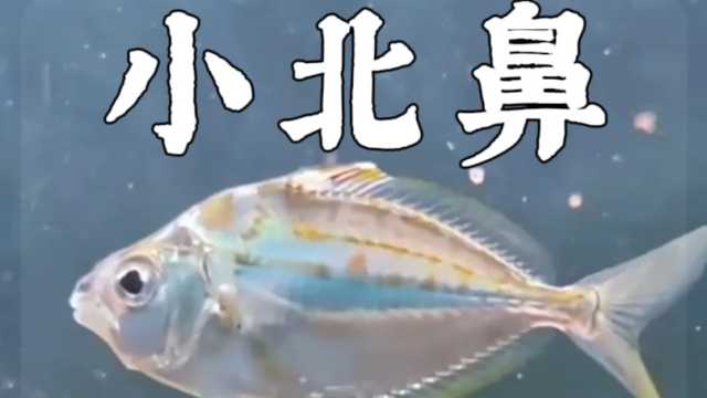 名字像骂人，实则一条鱼！鲾鱼到底是啥来头_腾讯新闻