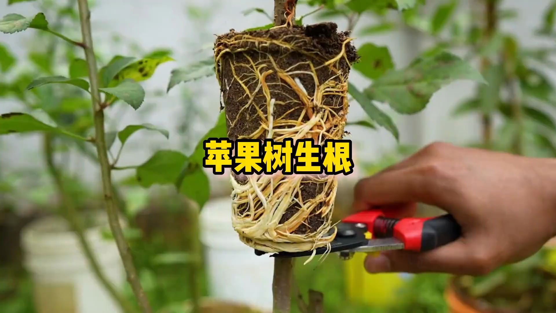 一个视频教会你如何给苹果树生根_腾讯新闻
