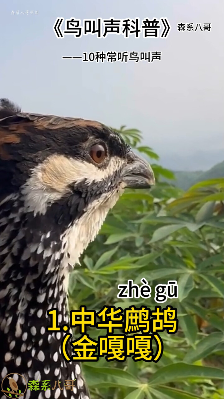 10种经常听到的鸟叫声，声音传得很远，小时候对它们充满了好奇_腾讯新闻