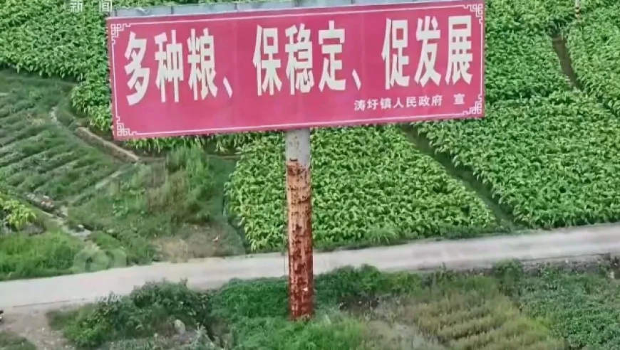 赤裸裸造假！央视曝光：县镇村三级应付检查，种植面积竟成数字游戏