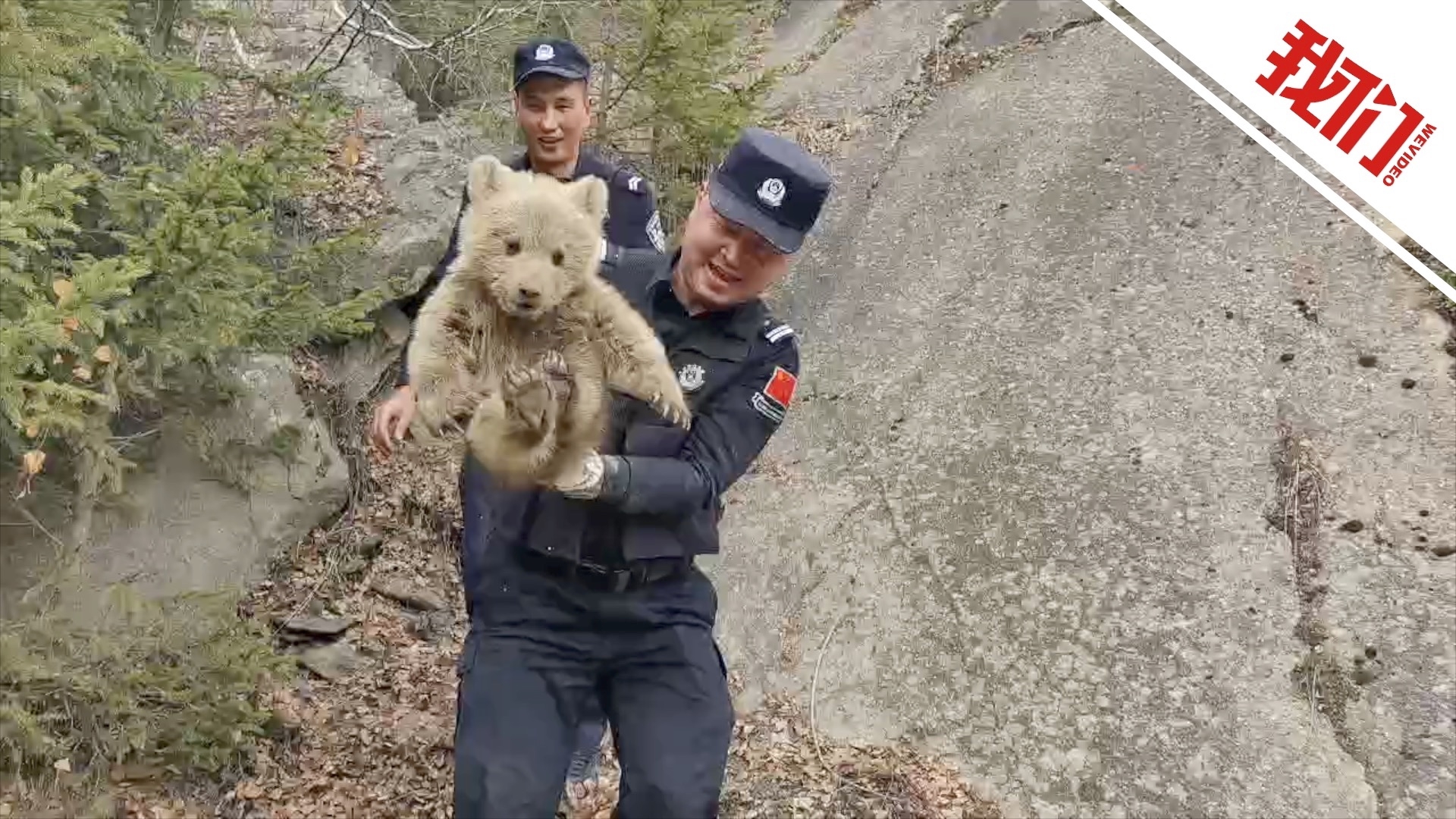 萌翻了！棕熊幼崽落单，民辅警救援小熊“不领情”挣扎，被抱走时四脚直扑腾_腾讯新闻