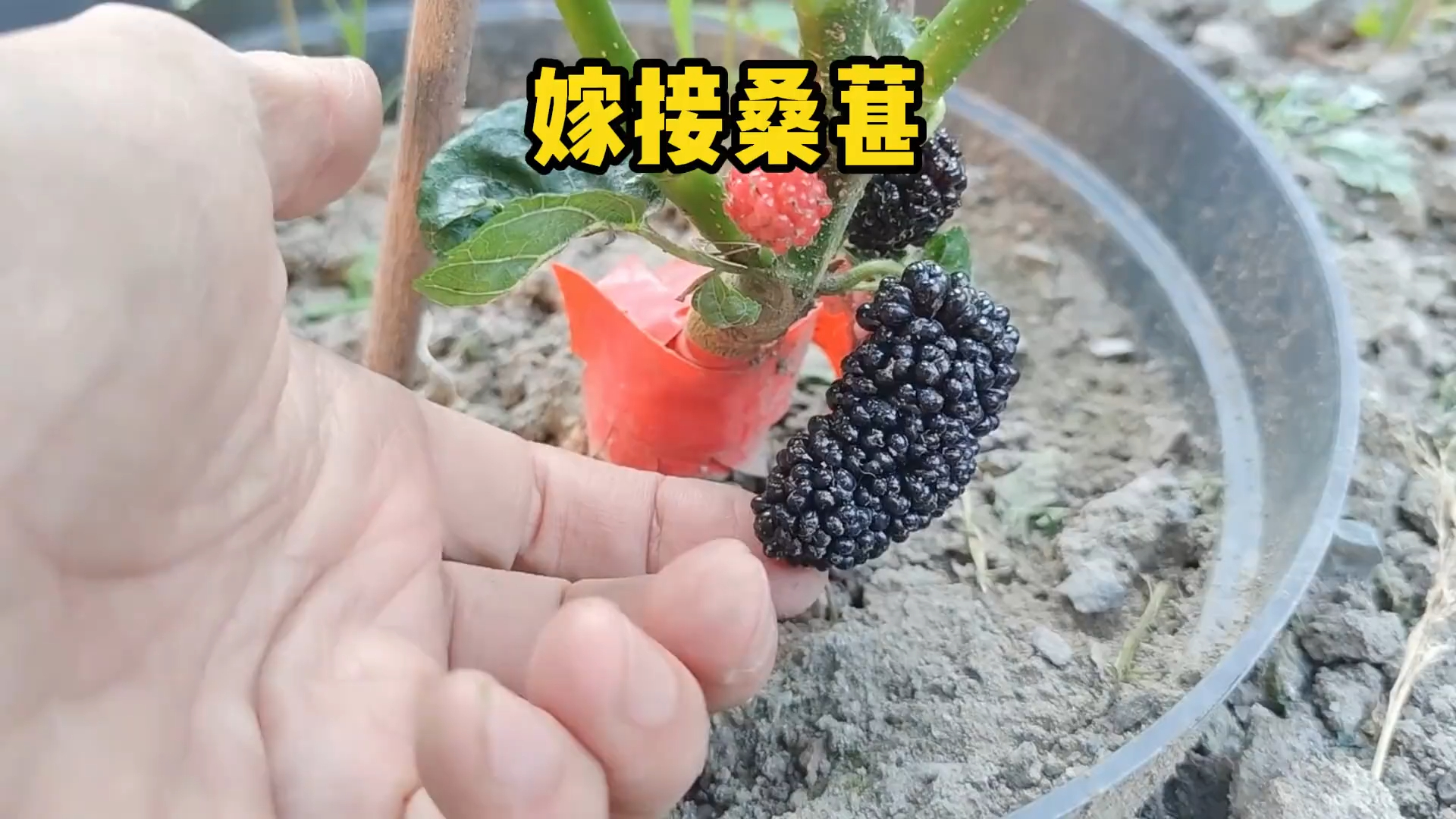 桑树开枝散叶还没完成，先结果了_腾讯新闻
