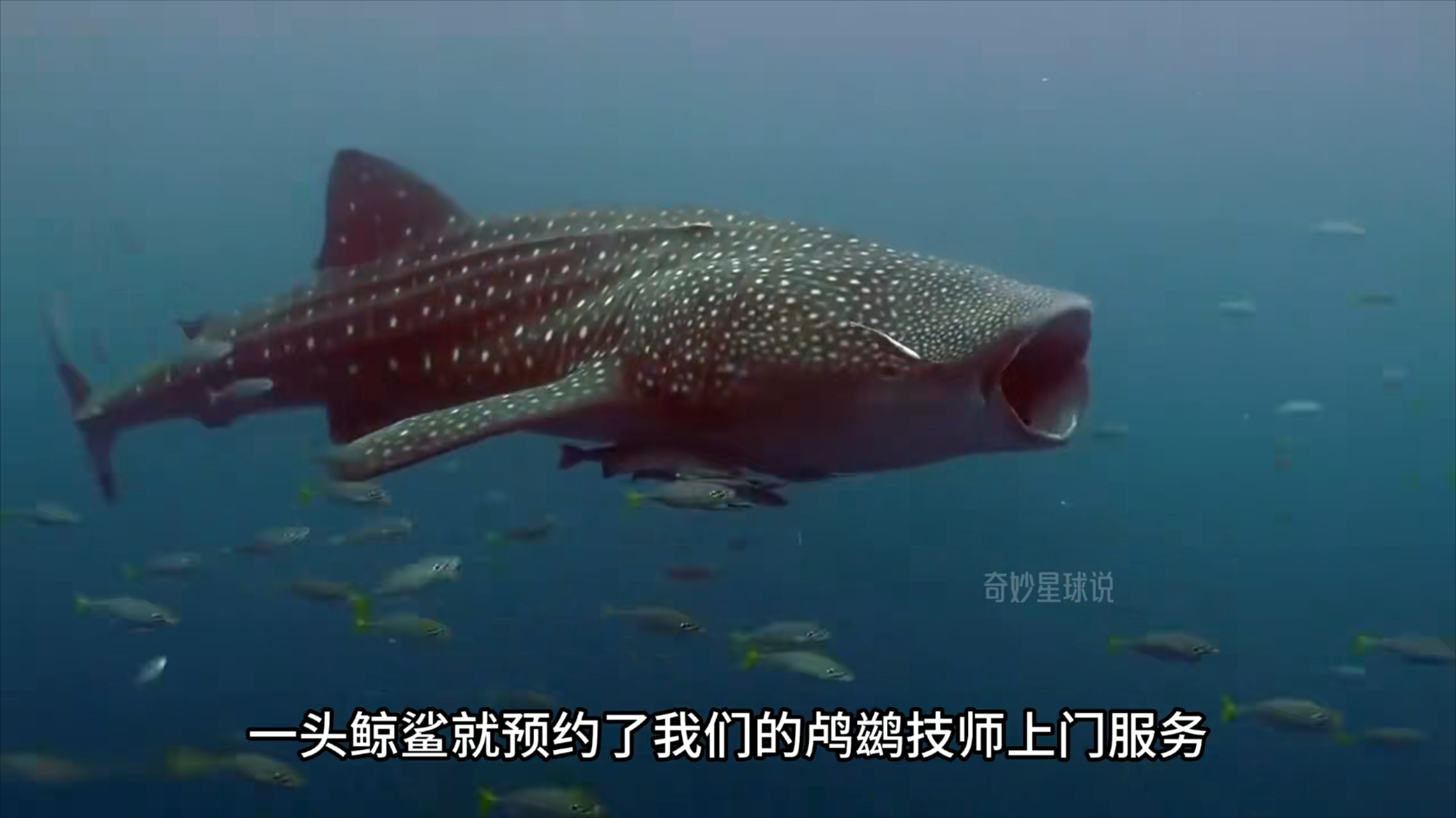 海洋头号懒虫！䲟鱼到底懒到什么程度_腾讯新闻
