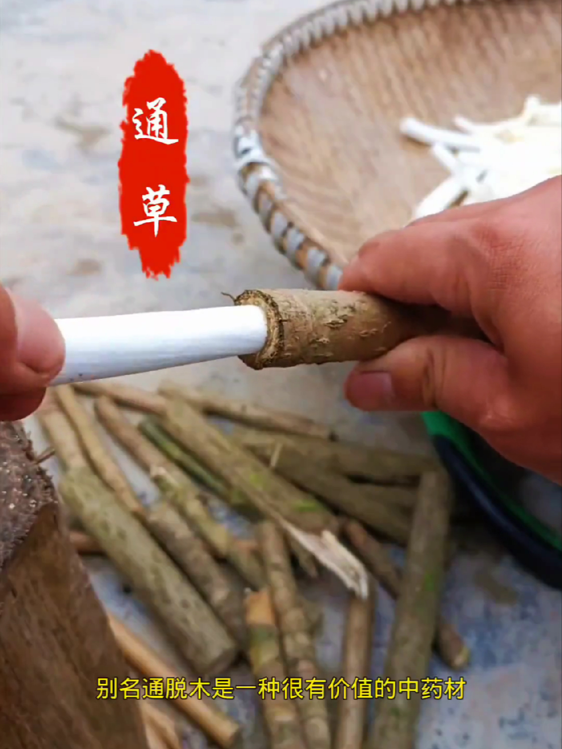 通草（通脱木）：古籍中的轻盈药材与传统工艺材料_腾讯新闻