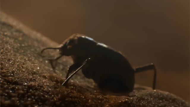 揭秘沙漠昆虫:在几乎寸草不生的环境中靠什么生存