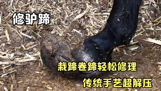 传统手艺修理驴蹄，栽蹄卷蹄轻松修理，全程超解压|纪录片_腾讯新闻