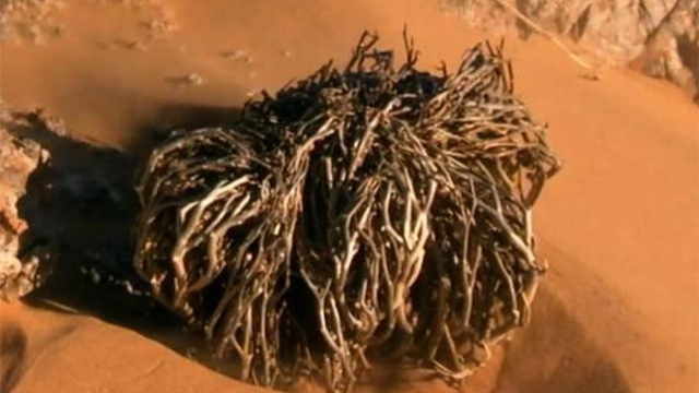 枯死百年仍能“复活”？揭秘这种植物惊人的生命奇迹_腾讯新闻