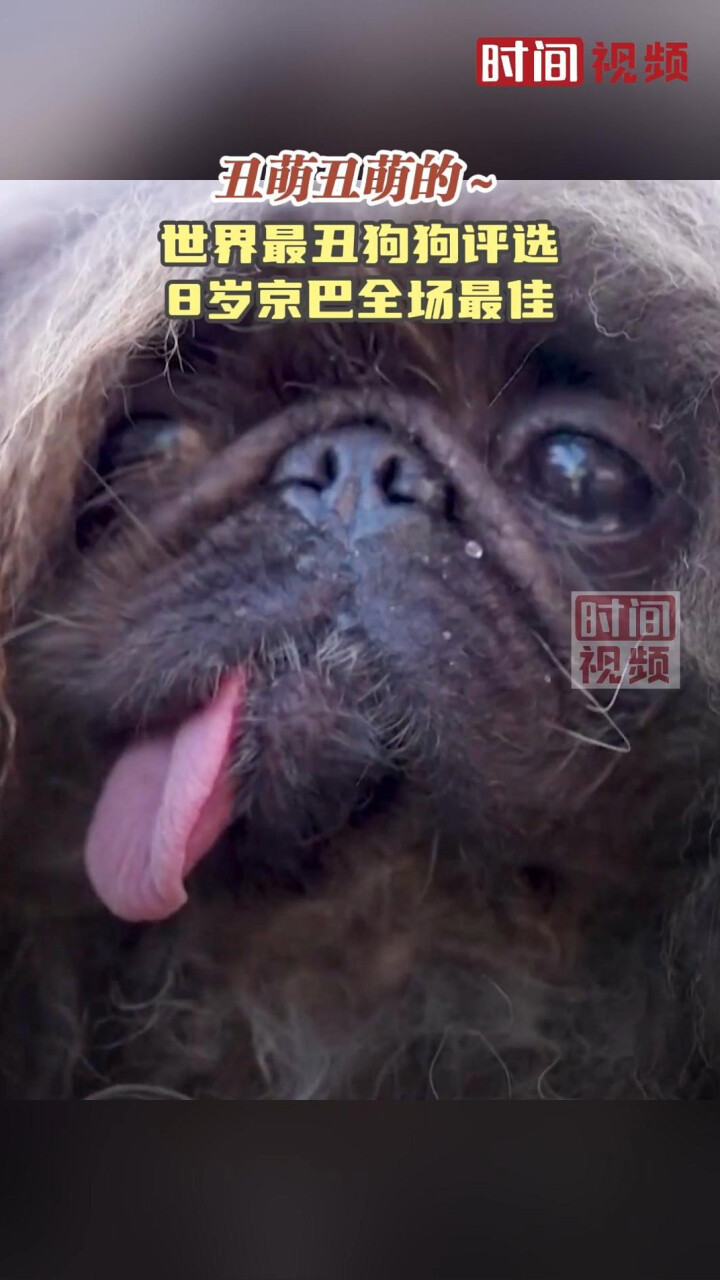 丑萌丑萌的～世界最丑狗狗评选 8岁京巴全场最佳_腾讯新闻