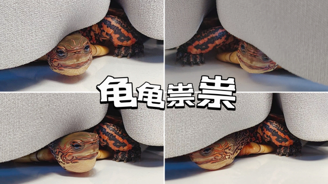 龟：拆家！但不拆自己家！_腾讯新闻