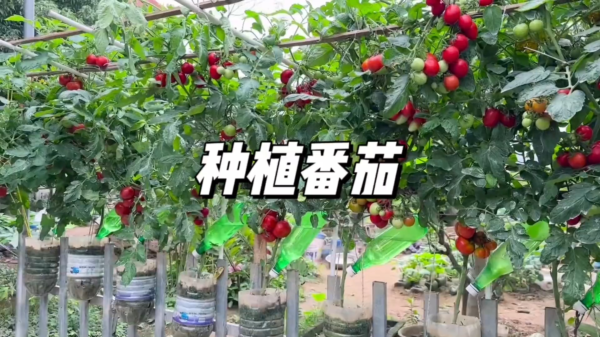 在家种植番茄，简简单单_腾讯新闻