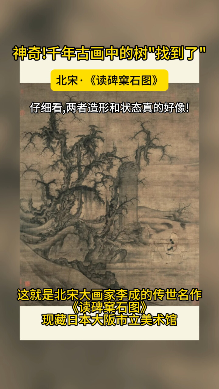 古画树木与现实植株的呼应：千年后的今天，我们发现了画中树的 “原型”_腾讯新闻