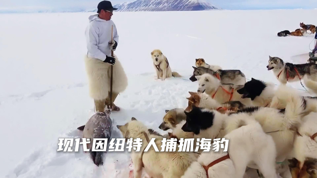 现代因纽特人通过精心伪装捕抓海豹，生活条件已大为改善｜_腾讯新闻