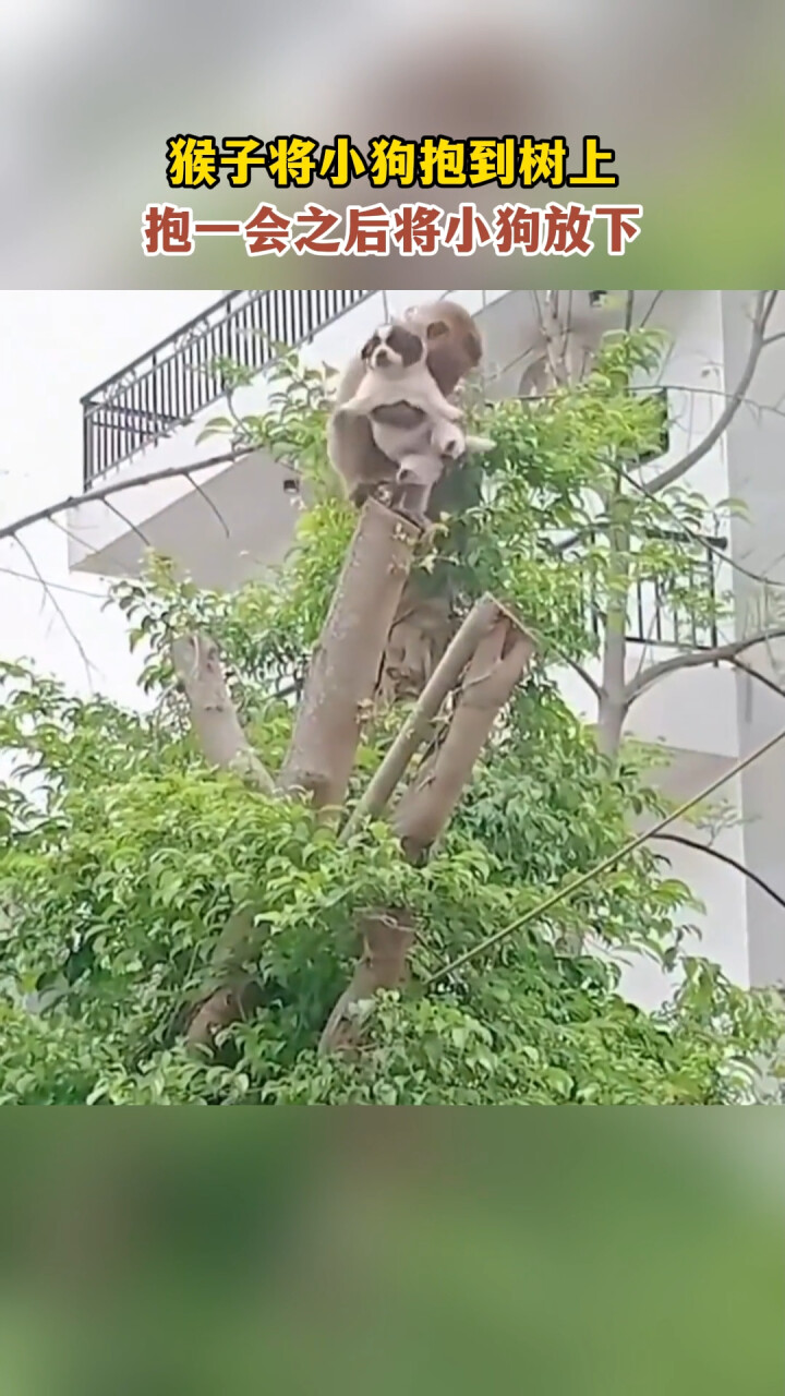 猴子将小狗抱到树上，抱一会之后将小狗放下_腾讯新闻