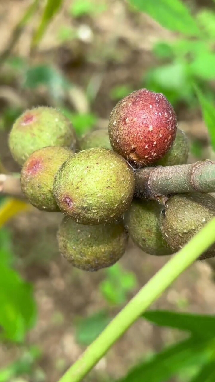 粗叶榕也叫五指毛桃，根会散发出类似椰子的香气，你了解这种植物吗_腾讯新闻