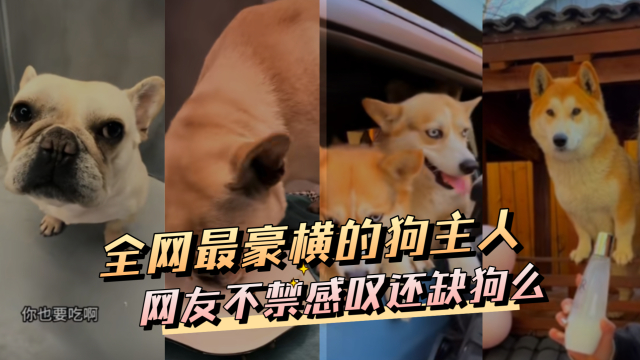 小帅家的大狼狗们，全网最豪横的狗主人，网友不禁感叹还缺狗么_腾讯新闻
