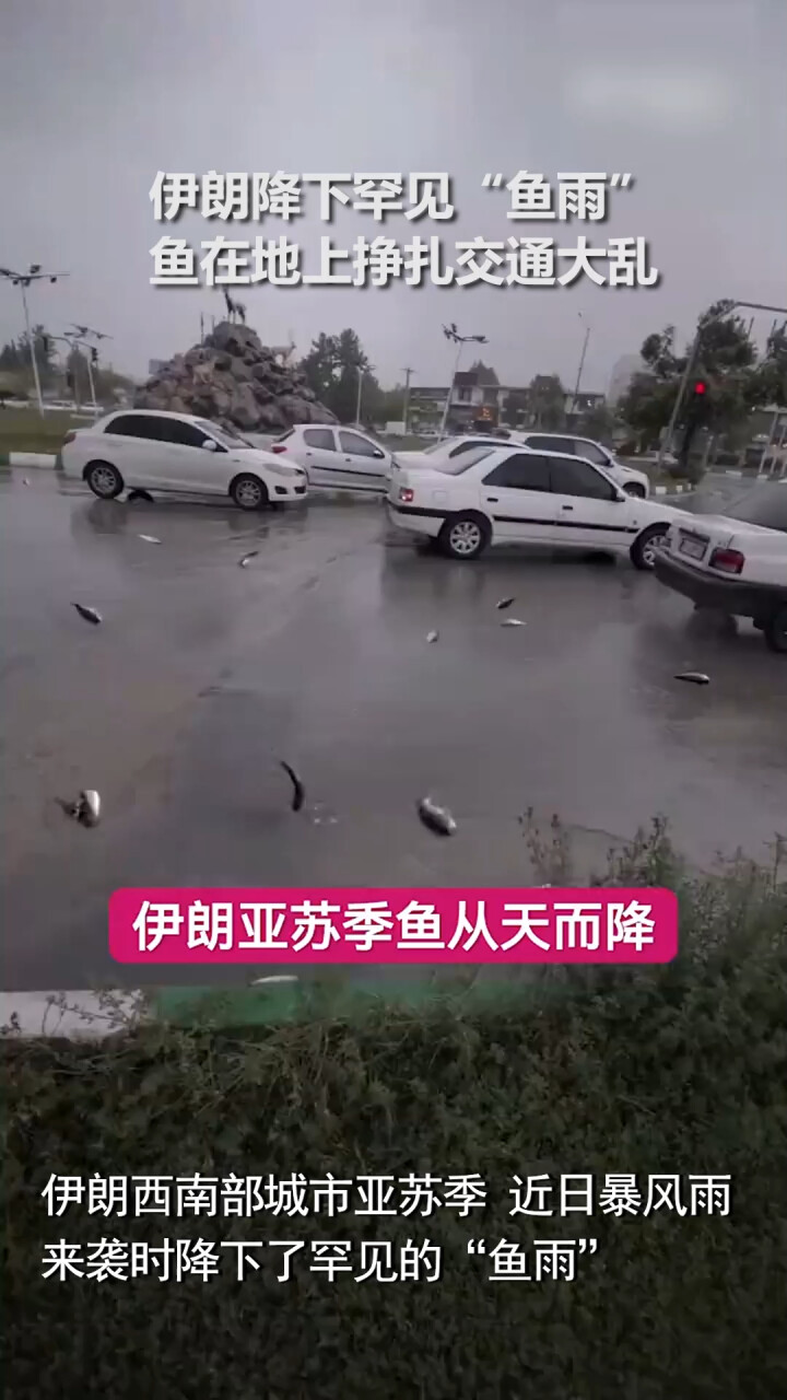 伊朗降下罕见“鱼雨”：大量鱼随暴雨从天而降 在地上挣扎交通大乱_腾讯新闻