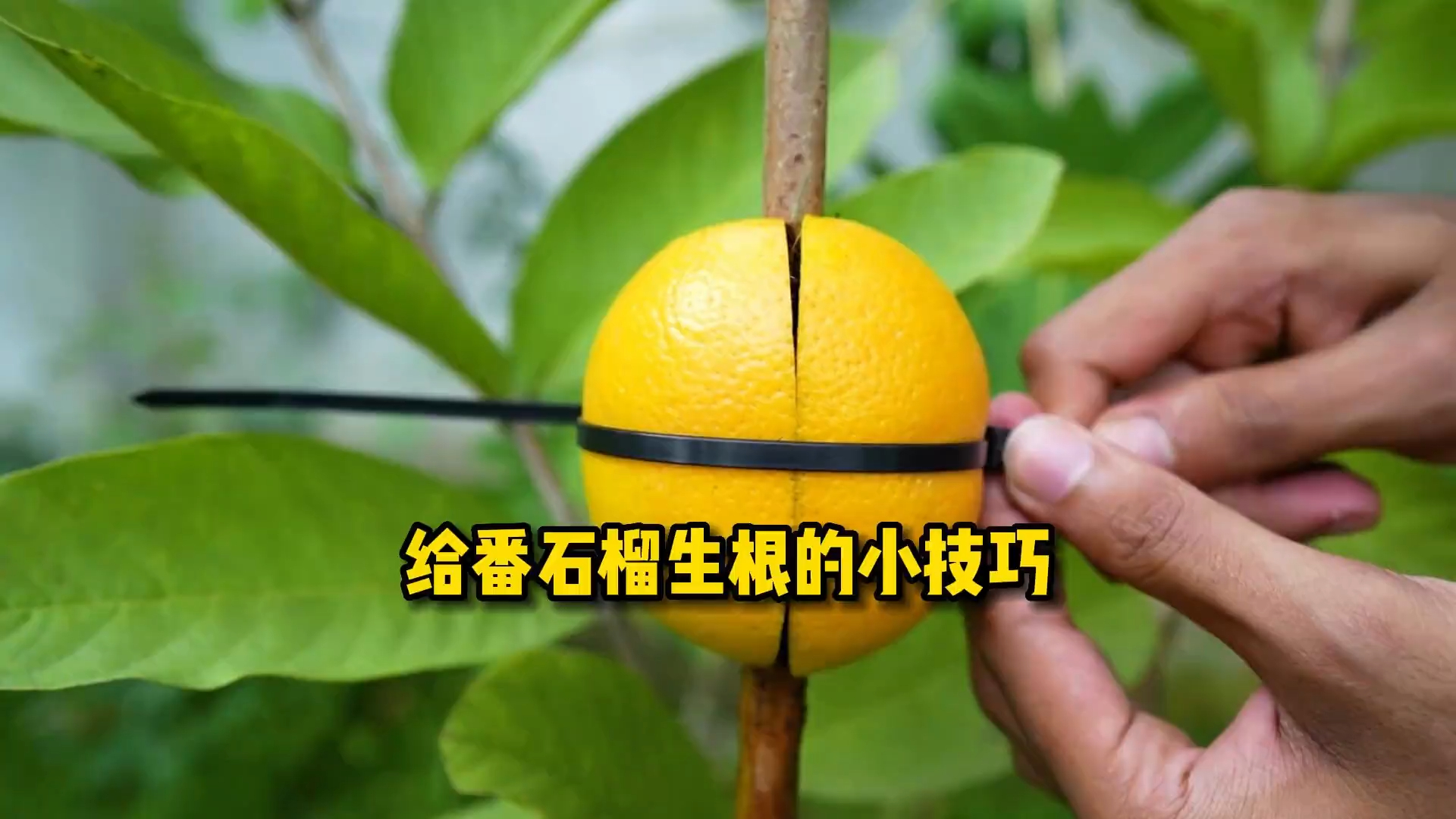 给大家分享一个植物生根的小技巧，大部分树状植物都能成功_腾讯新闻