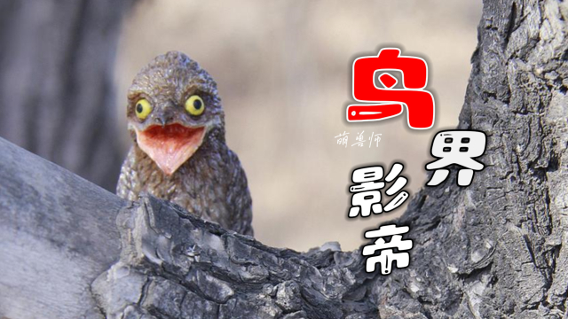 鸟界的影帝林鸱，一生靠演技而活，喜欢装木头发呆｜纪录片_腾讯新闻