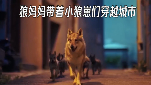 孤身带崽的雌狼，在跨过前行路上的一切阻碍后，最后终于苦尽甘来_腾讯新闻