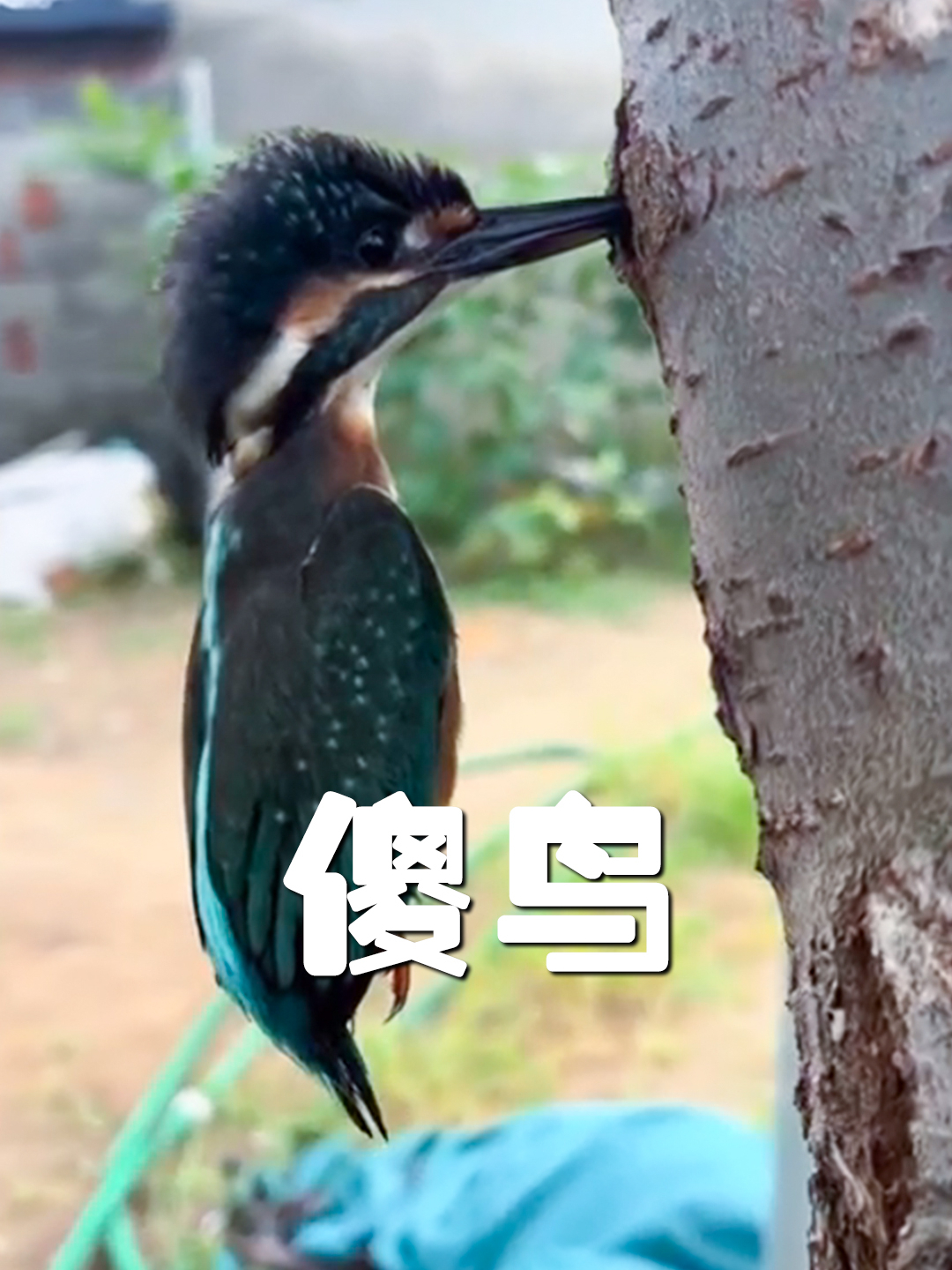 大叔救了一只“傻鸟”，它每天送鱼给恩人！_腾讯新闻