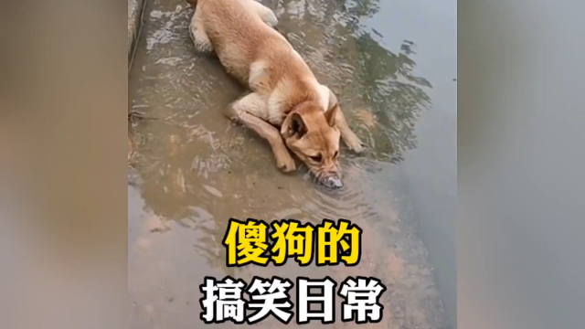 傻狗的搞笑日常，没烦恼的傻狗笑死人了_腾讯新闻