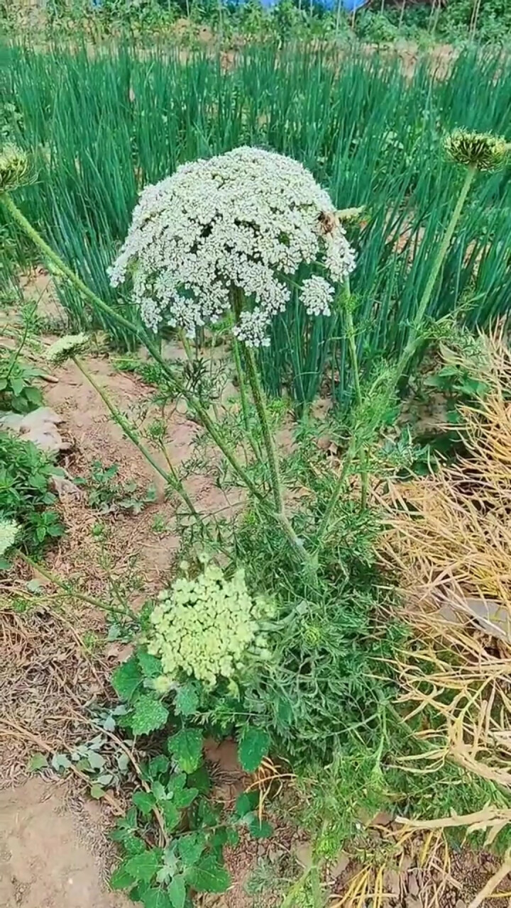 这就是蛇床子,长得和胡萝卜很像,你知道它有哪些特点吗